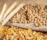 soybean-wheat-and-corn-seeds-in-brazil-photo-165x140.jpg