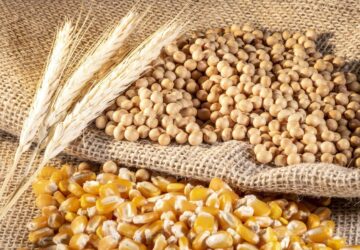 soybean-wheat-and-corn-seeds-in-brazil-photo-360x250.jpg