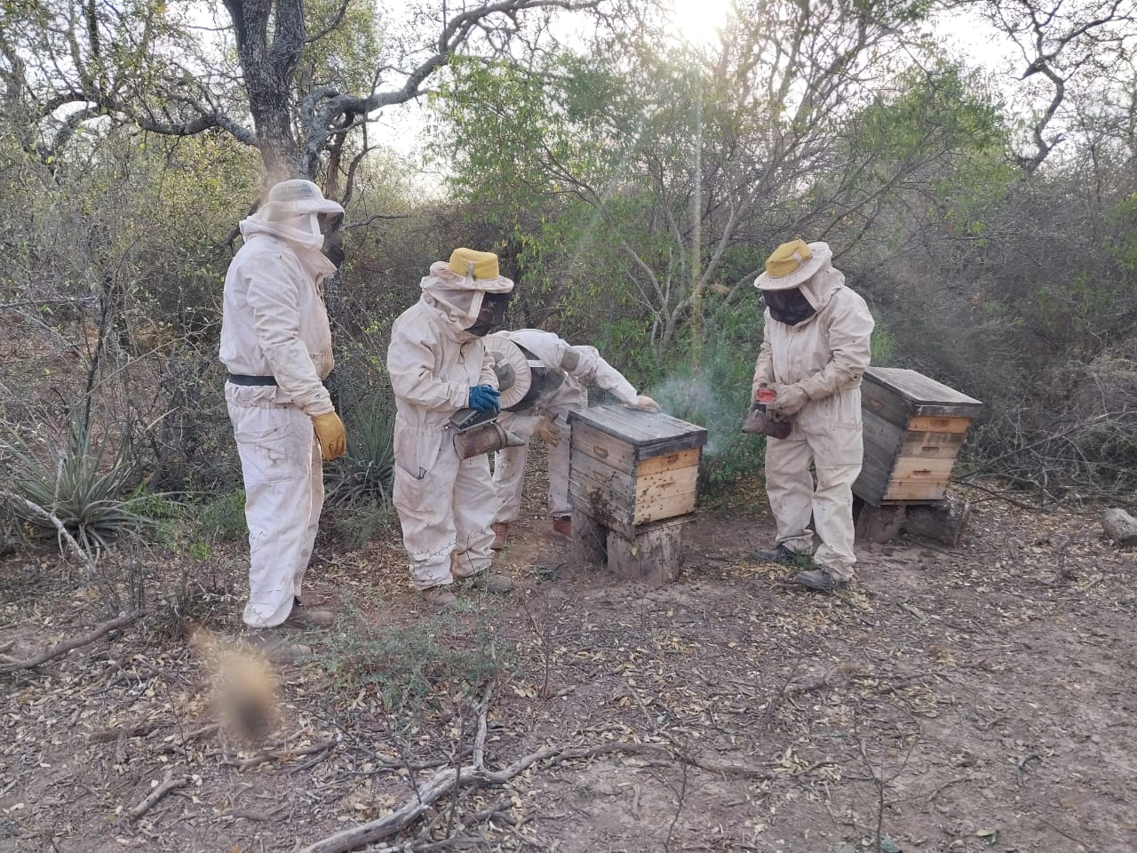 Apicultores de Pozo del Castaño avanzan en el control sanitario de sus colmenas