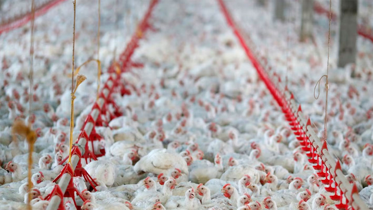 Las exportaciones de pollo crecieron 8,80% en lo que va del año