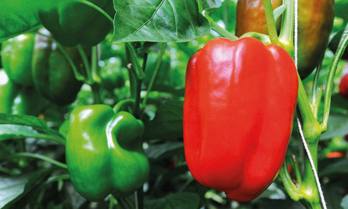 Informe revela que Santiago cuenta con condiciones de suelo y ambiente idóneas para el cultivo de pimiento