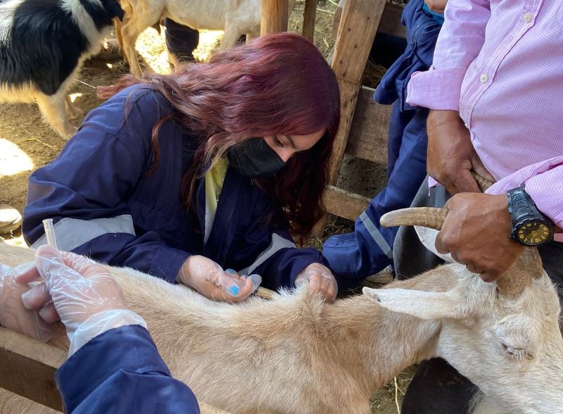 INTA, UNSE y Conicet impulsan formación sobre manejo sanitario caprino en Tipiro