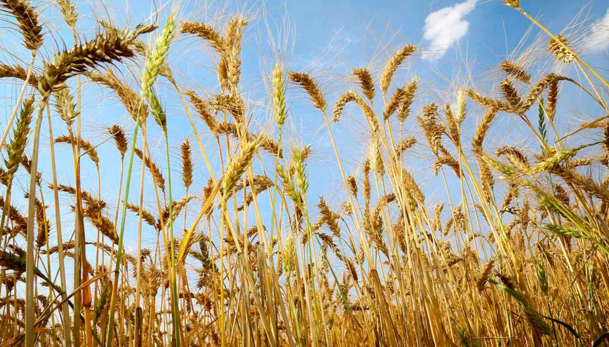 La producción esperada de trigo cayó 3,59% en un mes y la soja suma 200 mil hectáreas