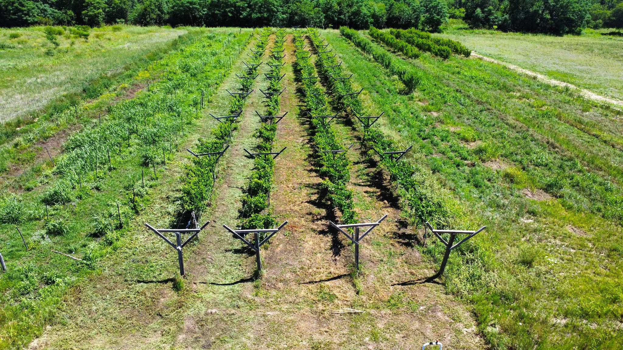Uvas, duraznos y mucho más: avanza con éxito la innovación en fruticultura en el Campo Experimental del INTA