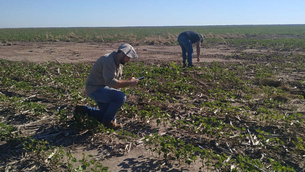 Operativo de constatación por deriva de productos fitosanitarios en Pinto