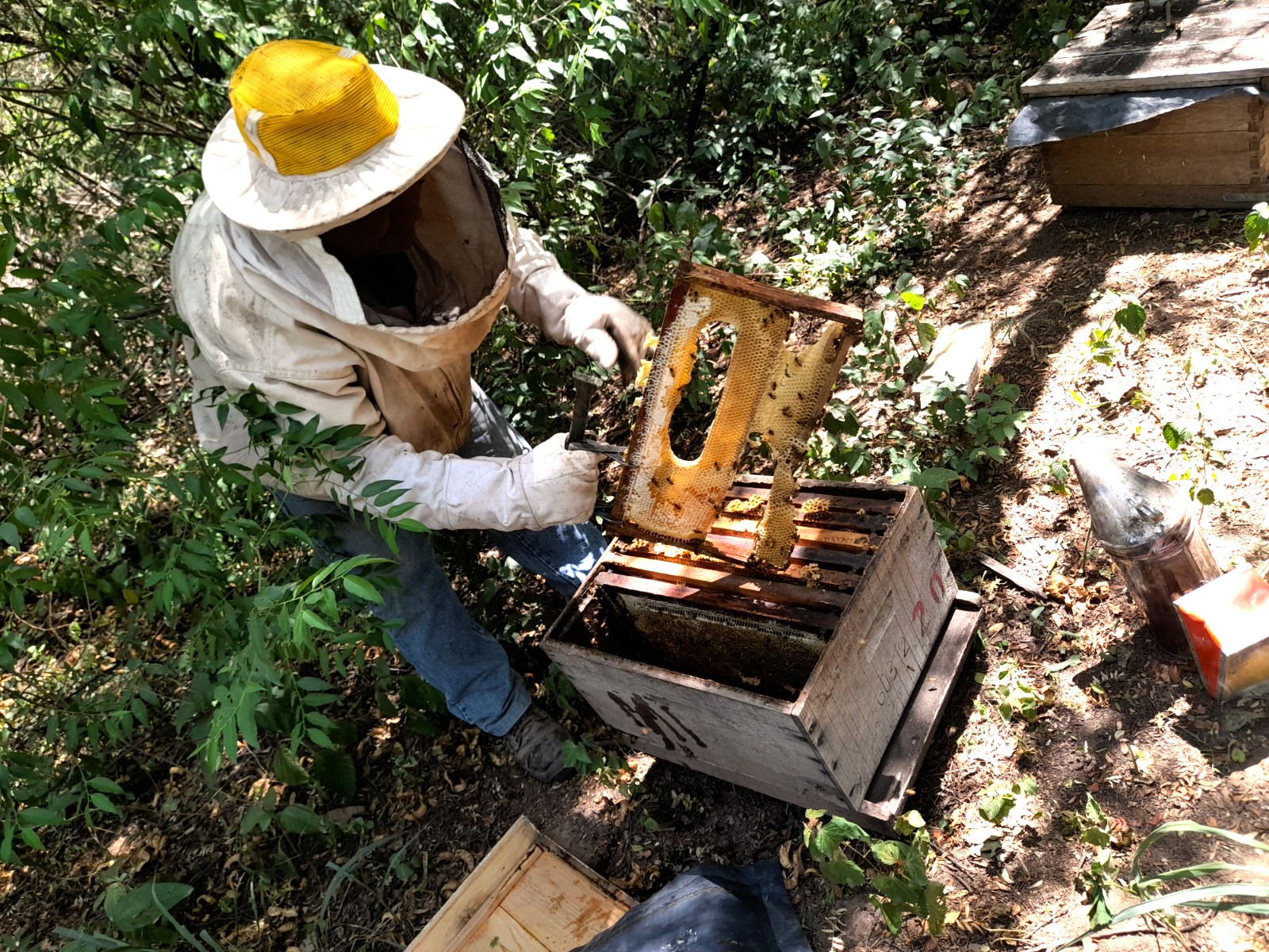 Atención apicultores: INTA-PROAPI dio recomendaciones para evitar el derretimiento de las colmenas ante la ola de calor
