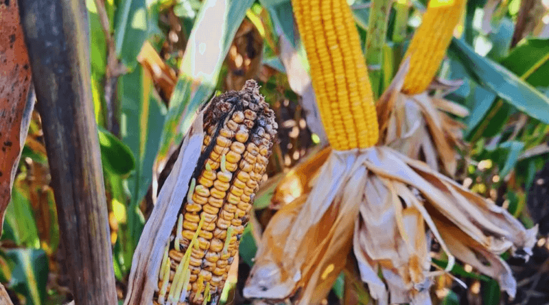 Culpa de la chicharrita: El uso de insecticidas creció casi 100% en la última campaña