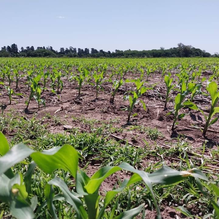 Maíz: Se perdieron 4 millones de toneladas en el país y en Santiago se retrasa la siembra