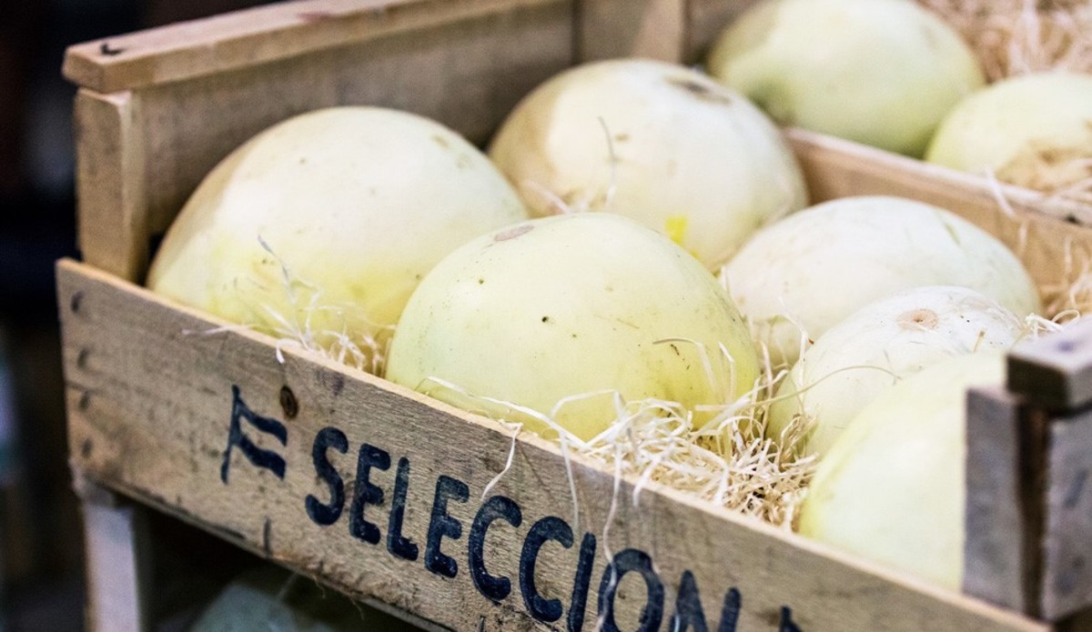 El INTA impulsa soluciones sustentables contra un “gusano” que afecta cultivos de melón en Santiago