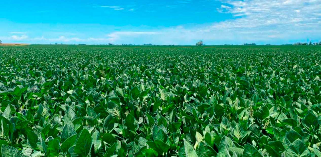 La siembra de soja finalizó con 18,4 millones de hectáreas, un 6,36% superior a la campaña pasada
