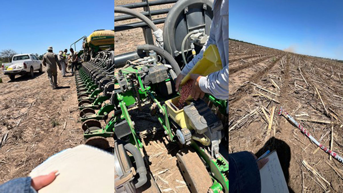 Santiago del Estero impulsa el desarrollo agrícola con ensayo de variedades de soja en el norte