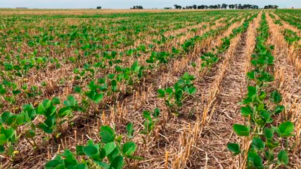 Alertan que la escasez de lluvias comienza afectar al estado de la soja y el maíz