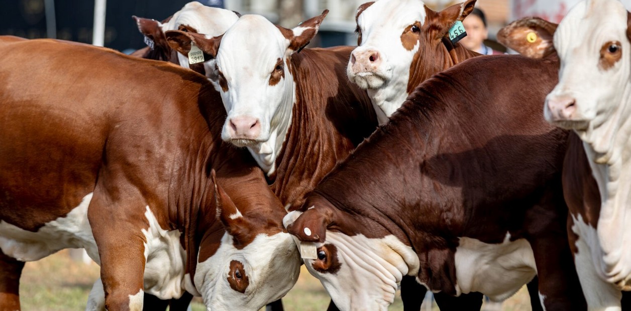 La raza Braford avanza y llega con exposición propia a Expoagro 2025