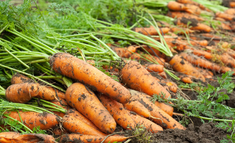 Sin tregua con el campo: Las importaciones de alimentos crecieron 82%