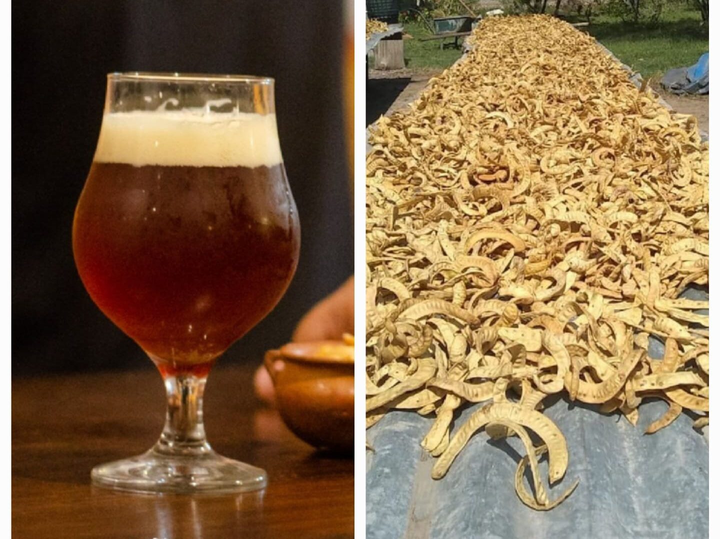 “Del Barco” lanza una cerveza con “Oro del Estero” y la algarroba gana terreno