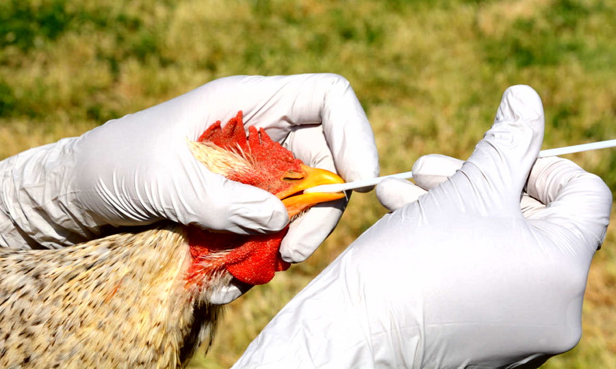 Chaco reportó la muerte de 80 aves por gripe aviar