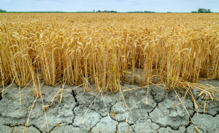 ¿Recibirá agua el campo? Solo dos días esta semana y bajará la intensidad del calor