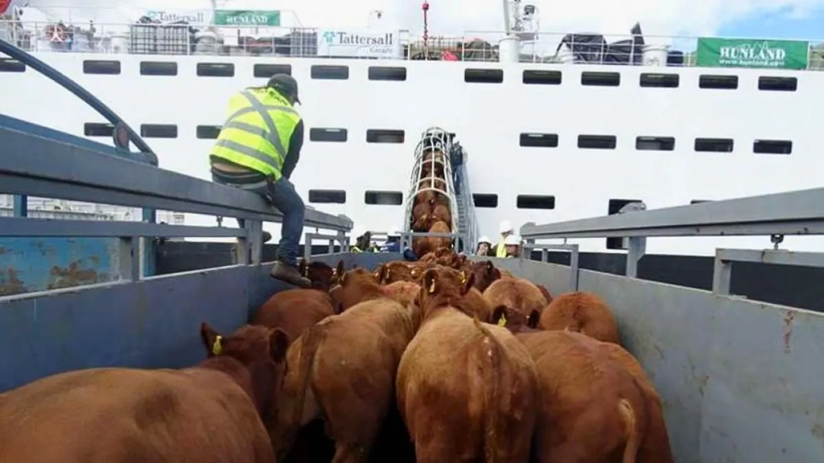 Argentina podrá exportar ganado en pie, tras la firma de un decreto