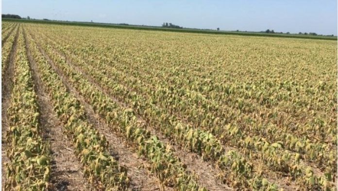 La soja de primera, azotada por la sequía en Santiago del Estero