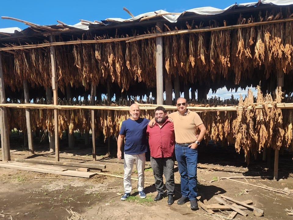 La producción de tabaco se consolida y fortalece la economía regional