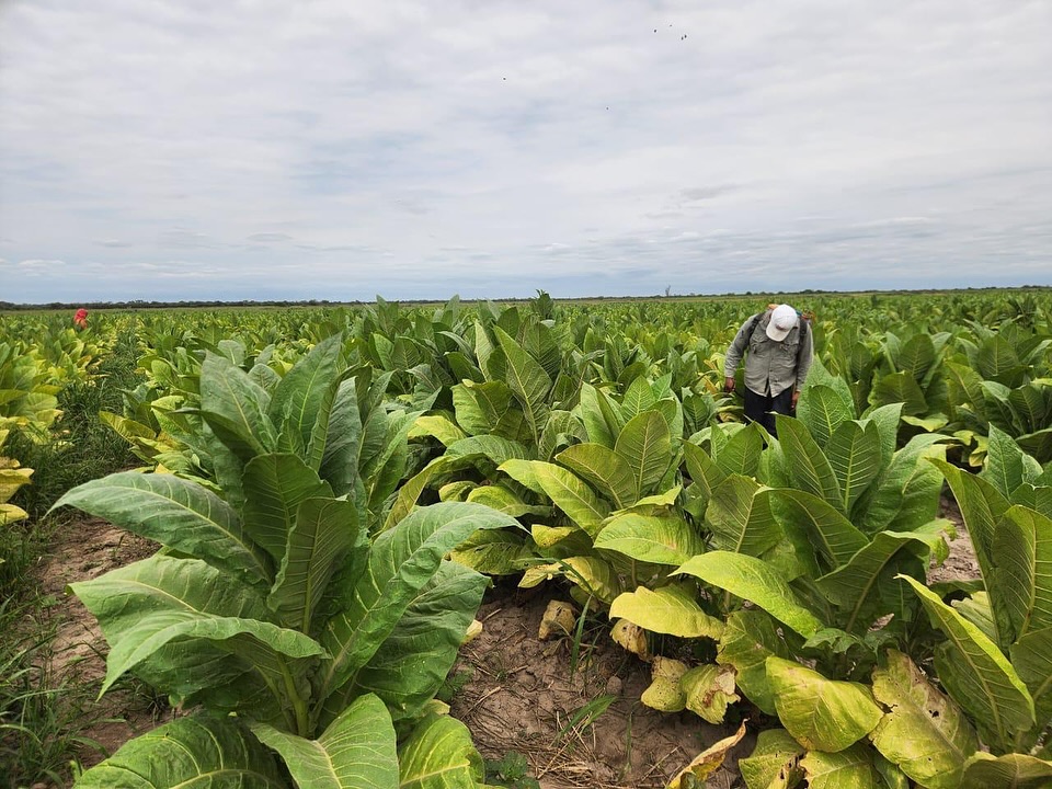 Tabaco: una producción regional que avanza en el departamento Río Hondo