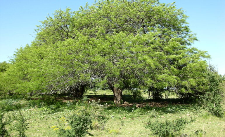 La 𝗮𝗹𝘁𝗲𝗿𝗻𝗮𝘁𝗶𝘃𝗮 𝗽𝗿𝗼𝗱𝘂𝗰𝘁𝗶𝘃𝗮 del algarrobo blanco