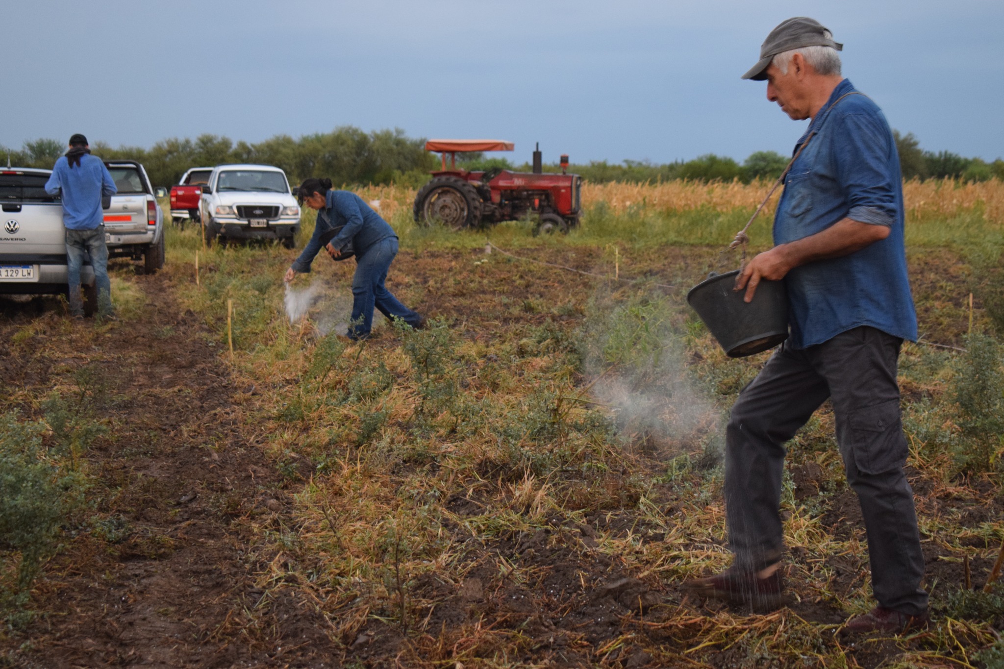Productores aplican yeso agrícola para optimizar la producción de alfalfa en Colonia Isla