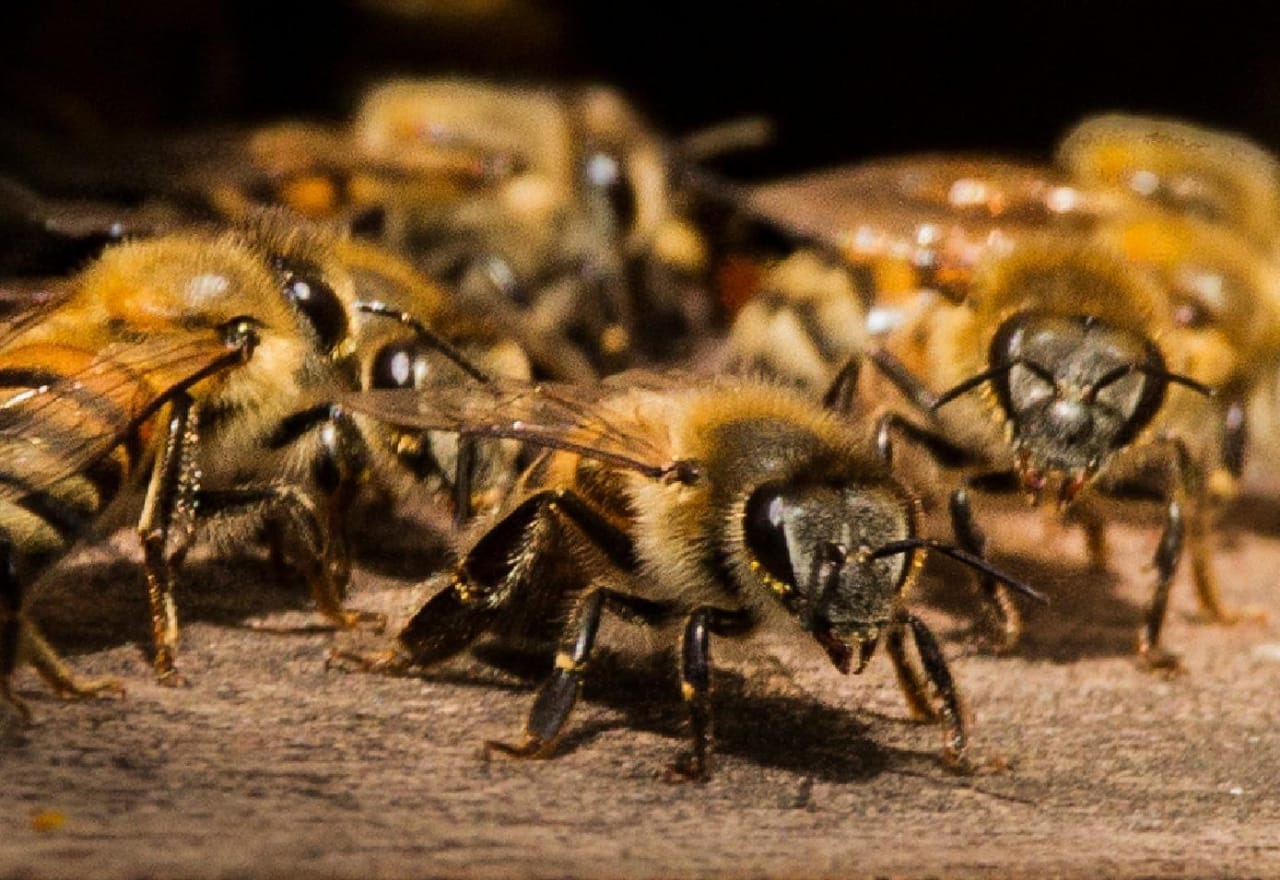 Criadero de abejas reinas en Santiago