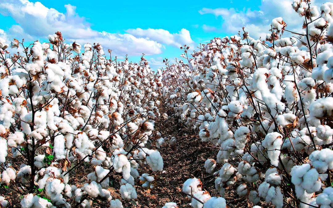 Importante investigación sobre la defoliación del algodón
