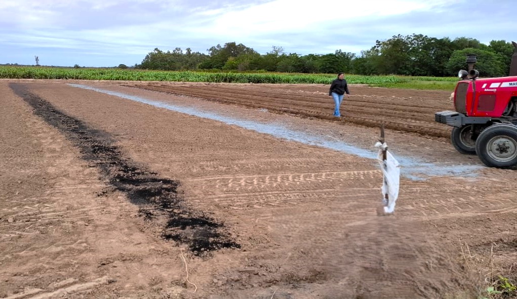 INTA Santiago investiga el potencial de la carbonilla de madera como fertilizante en cultivos de cebolla