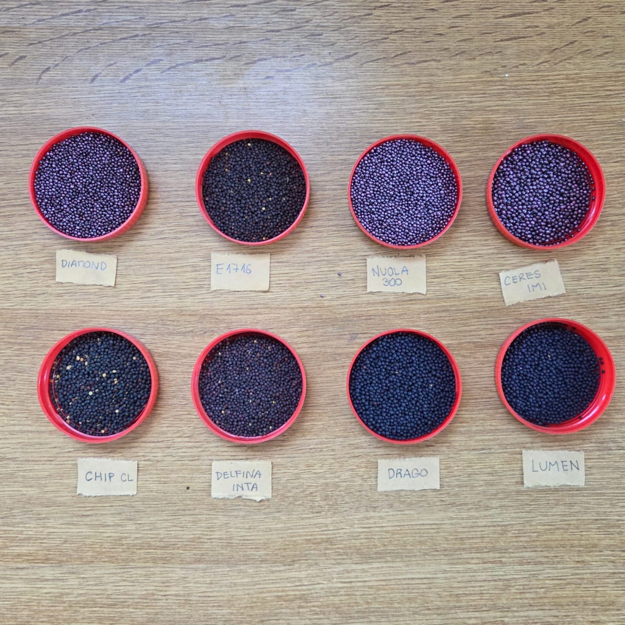 INTA Quimilí realizó una siembra experimental de colza para evaluar variedades en condiciones locales