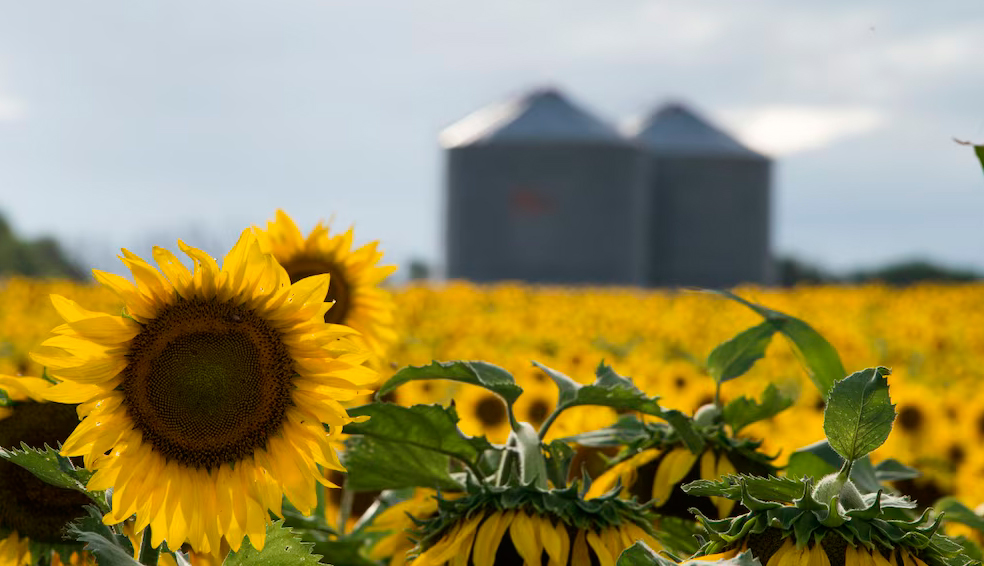 Récord de girasol: la producción creció un 28,2% y superó las cinco millones de toneladas