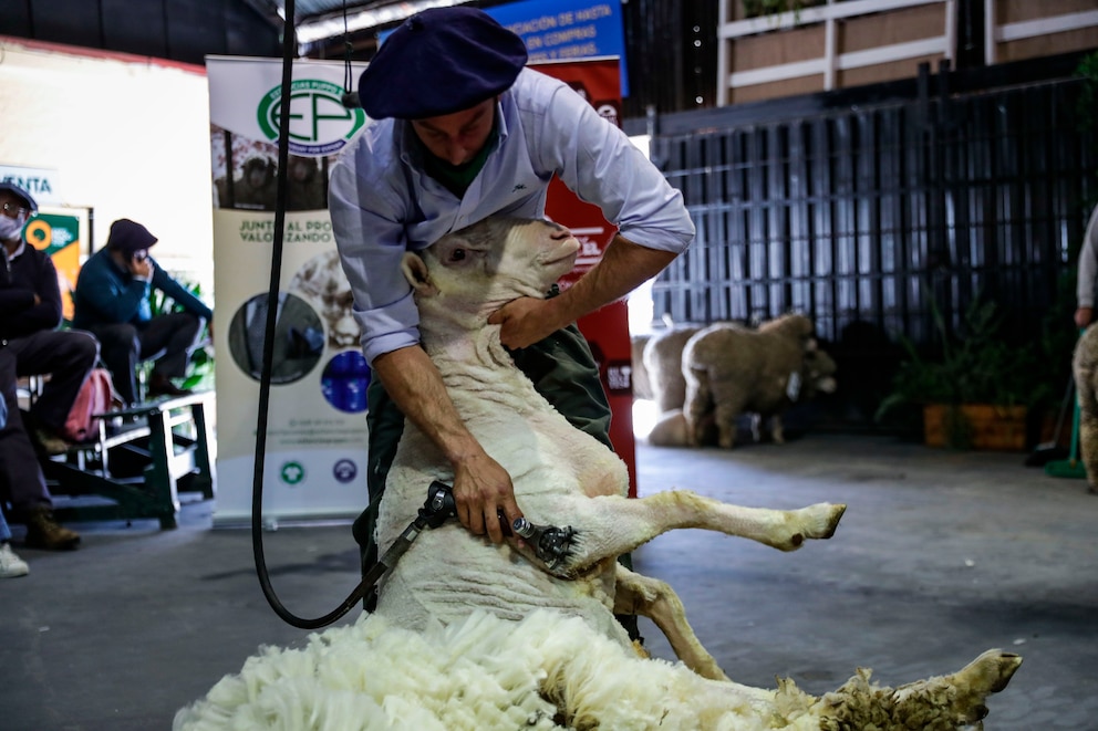 Creció la exportación de lana argentina