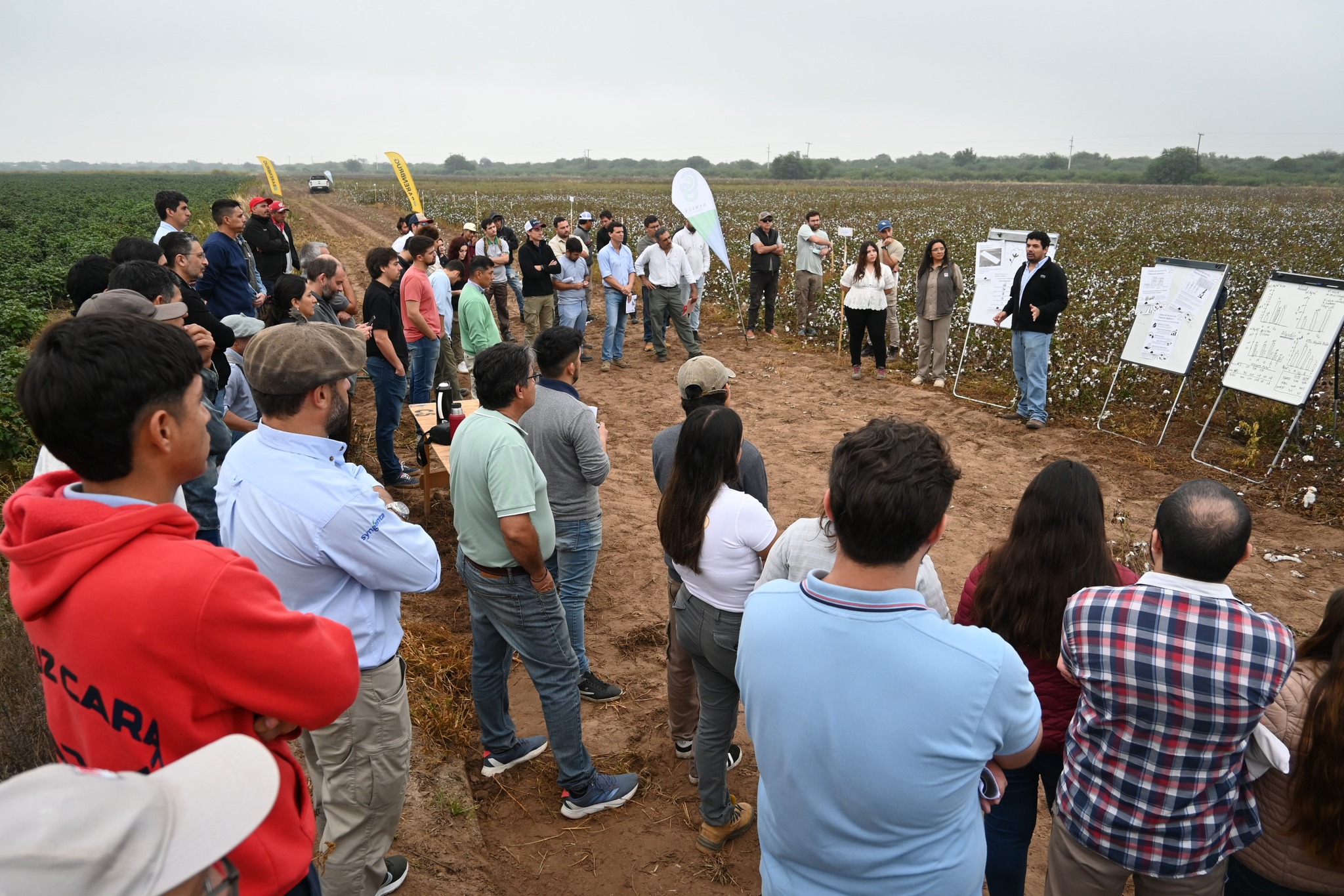 Cultivos de servicio: una herramienta clave para fortalecer la producción algodonera