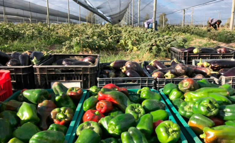 Cuál es la calidad agroalimentaria de los productos frutihortícolas santiagueños