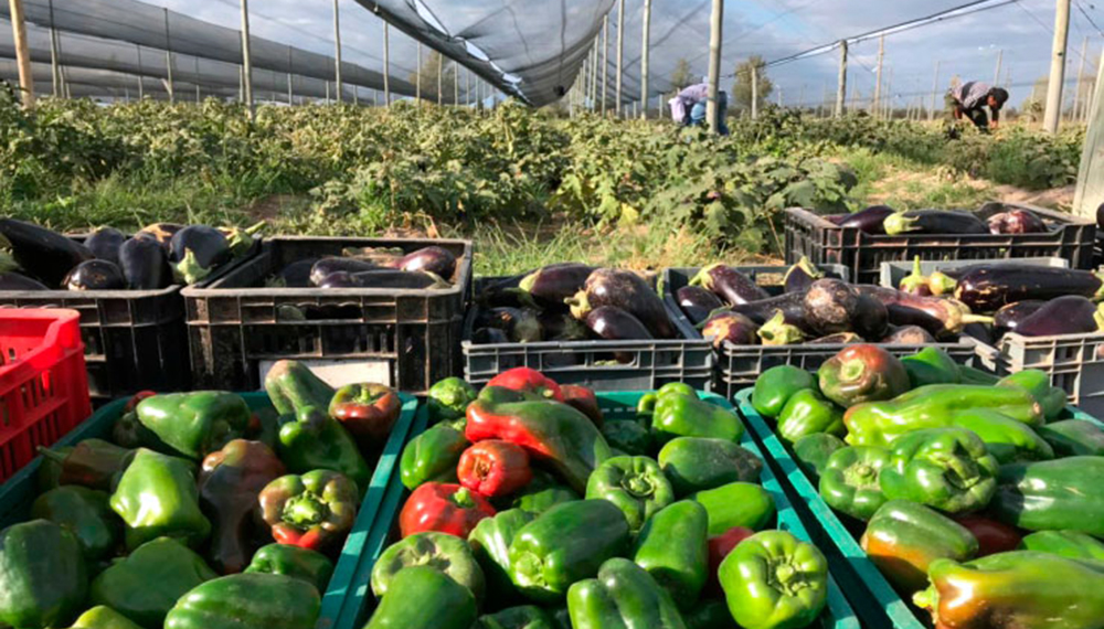 Cuál es la calidad agroalimentaria de los productos frutihortícolas santiagueños