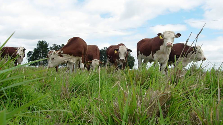 Convocan al ciclo de capacitaciones 2025 sobre manejo de pasturas para el sector ganadero