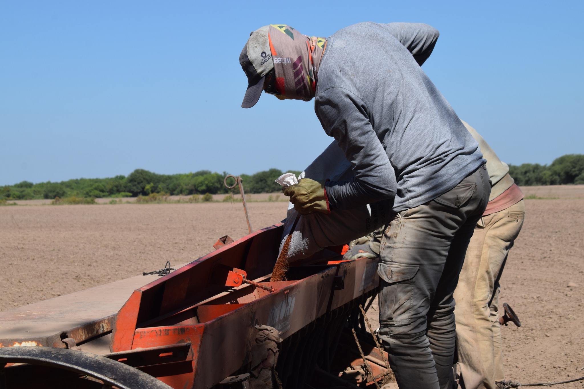 Impulsan desde Icaño la oferta regional de semilla de alfalfa Salinera INTA