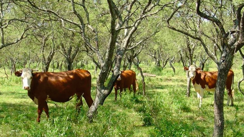 INTA fortalece la capacitación en ganadería para mejorar la eficiencia productiva