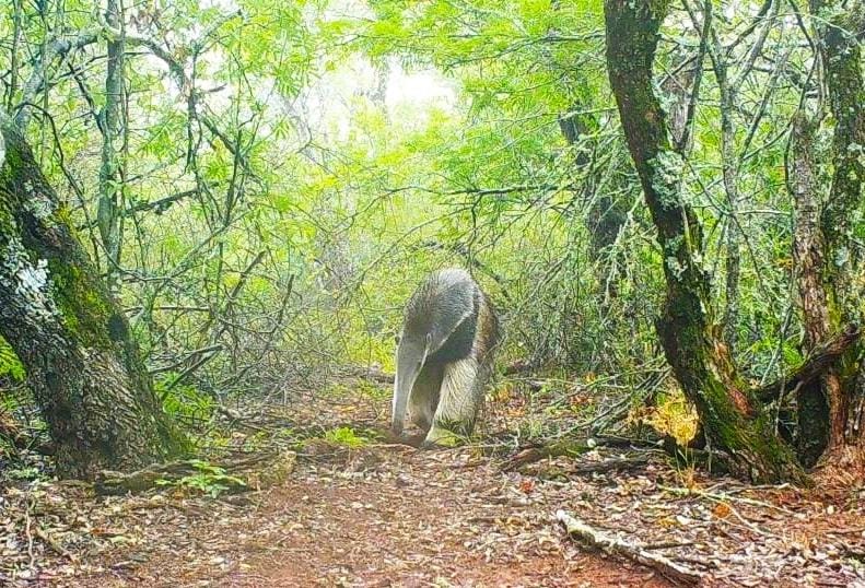 Relevamiento de fauna silvestre en la biodiversidad del Chaco santiagueño