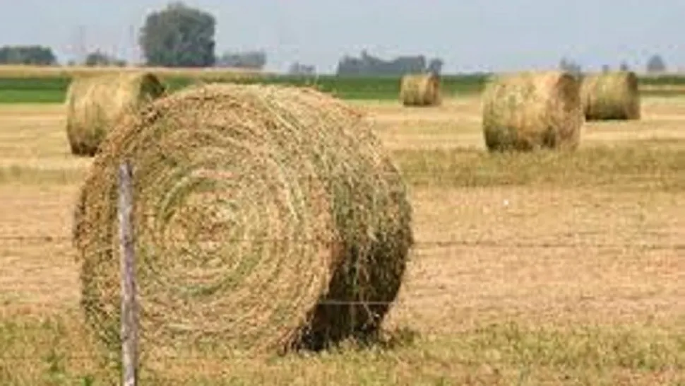 La semilla argentina que puede generar USD 250 millones al año