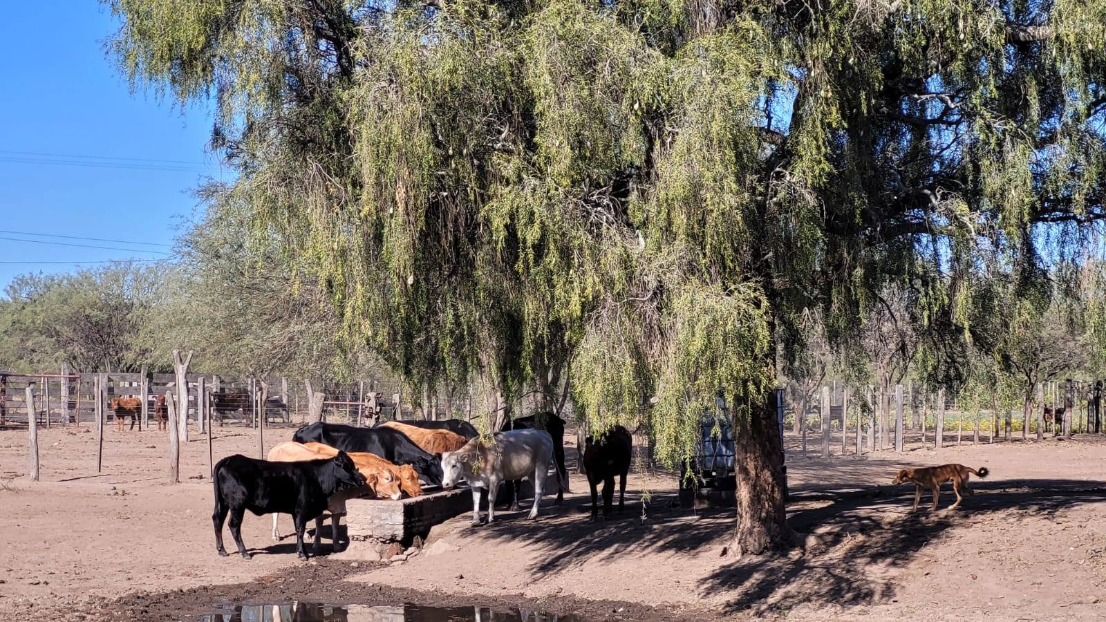 Estrategias ganaderas para enfrentar el bache forrajero