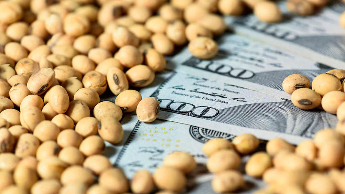 Fuerte ingreso de divisas del agro: ya se liquidaron más de USD 11.700 millones en lo que va del año