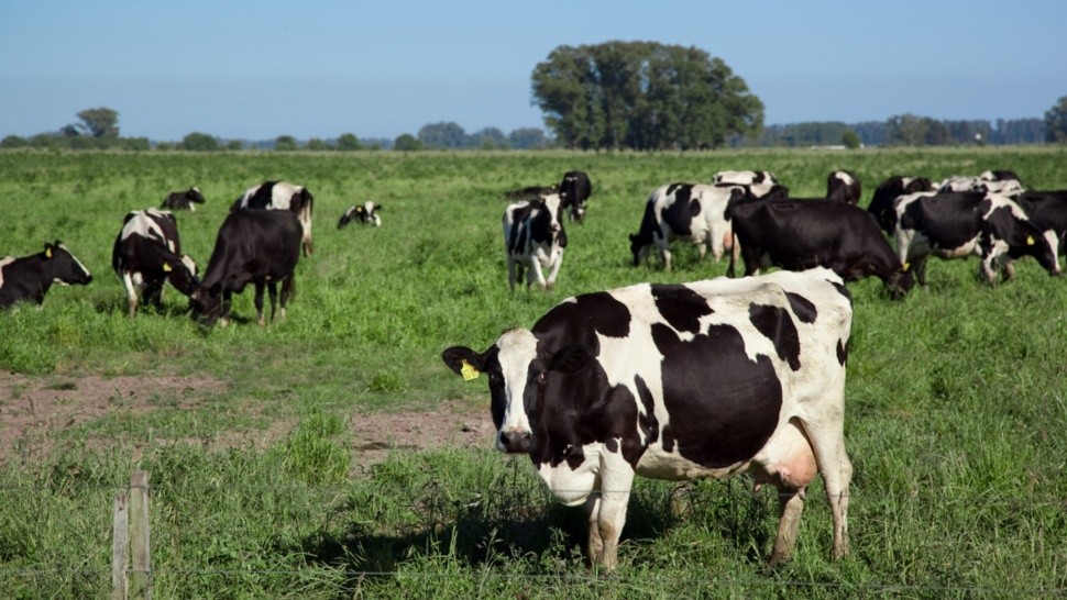 Cambia la normativa para carne bovina: el requisito clave que se eliminó para faena de ganado vacuno