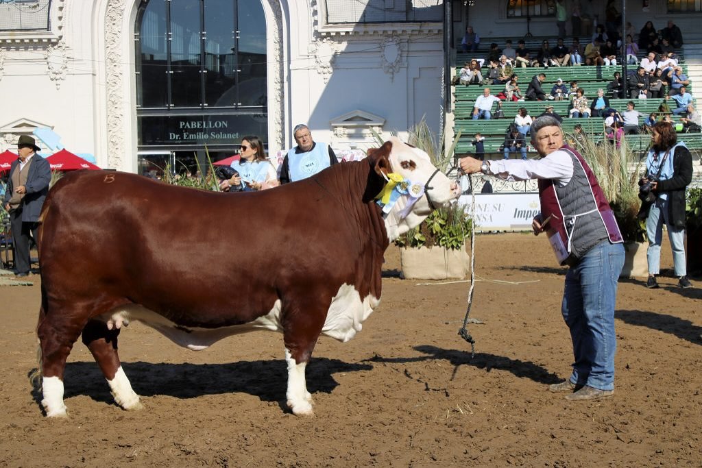 Jagüel Pampa brilló en la Expo Rural 2025 y reafirma su liderazgo genético desde Quimilí