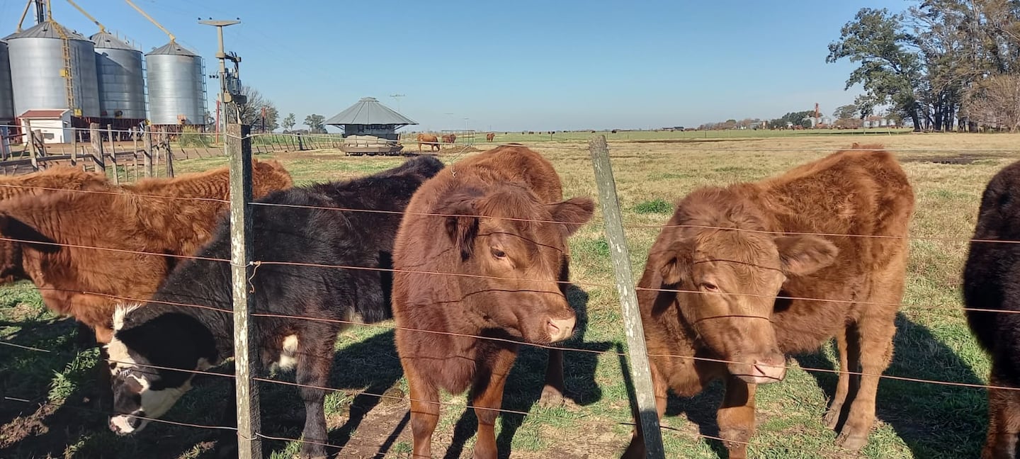 Créditos en valor novillo y trazabilidad electrónica: el plan del Gobierno para impulsar la ganadería