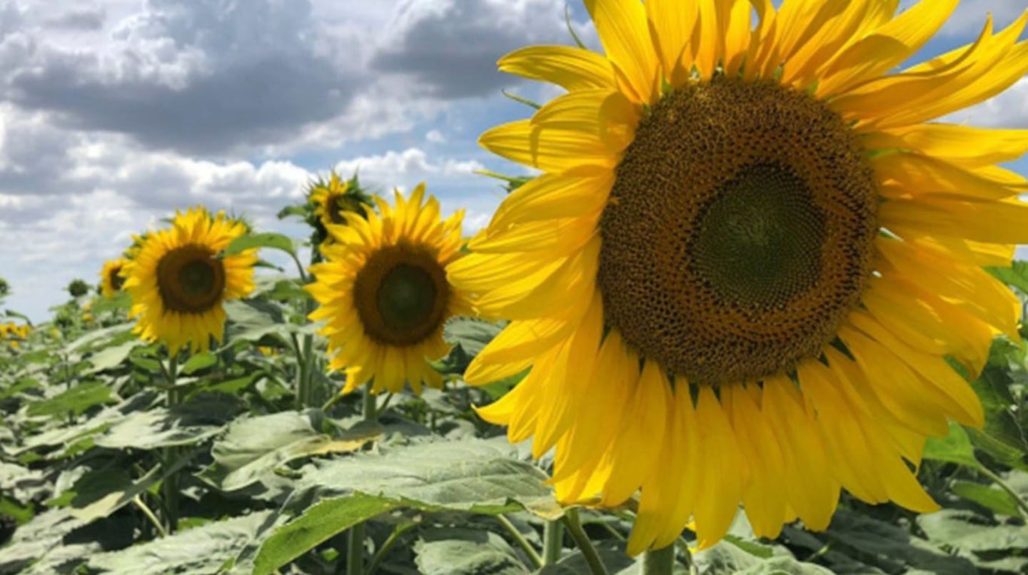 El girasol recupera terreno y apunta a una campaña histórica