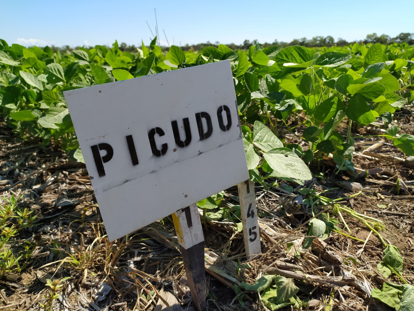 Detectan por primera vez el picudo negro de la soja en Córdoba