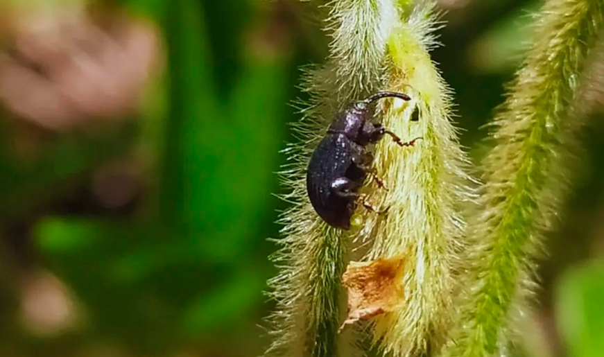Alerta por el picudo negro de la soja: detectan la plaga en Córdoba y temen su avance hacia Santiago del Estero