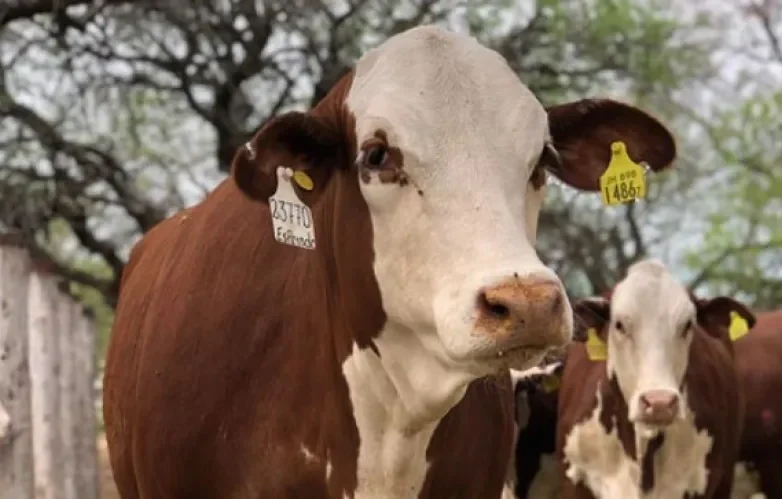 Quimilí se prepara para el 6° Remate NorOeste de Cabaña Pilagá